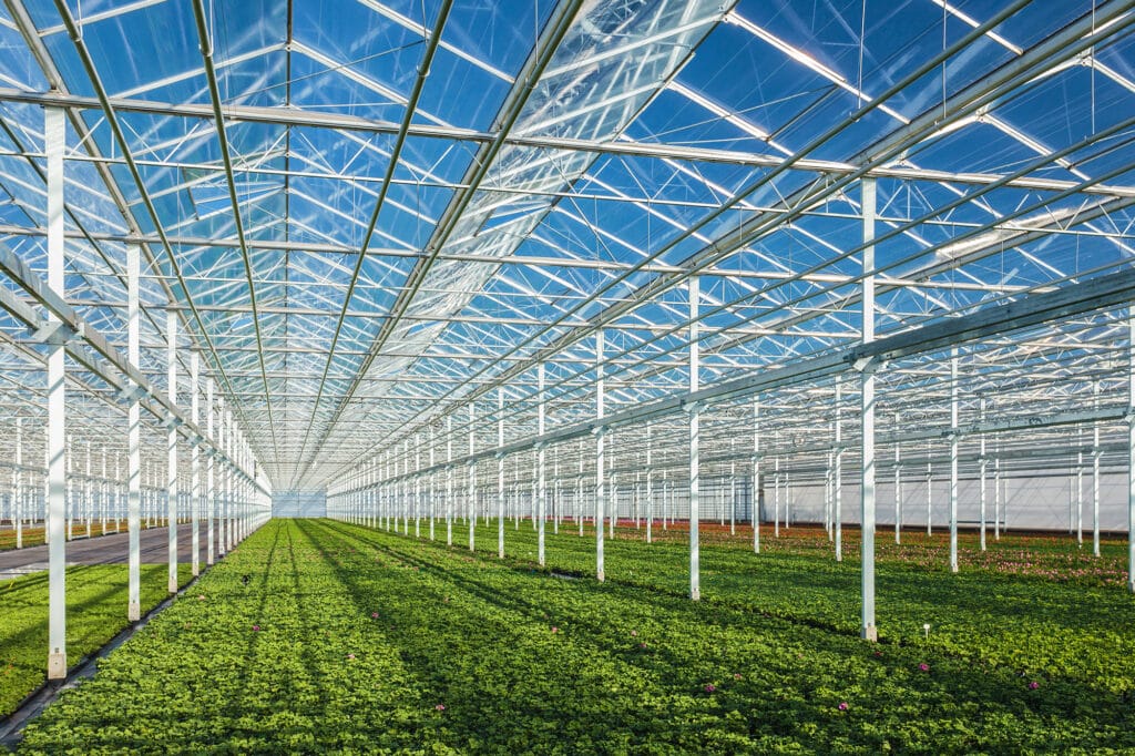 Geranium plants in a greenhouse